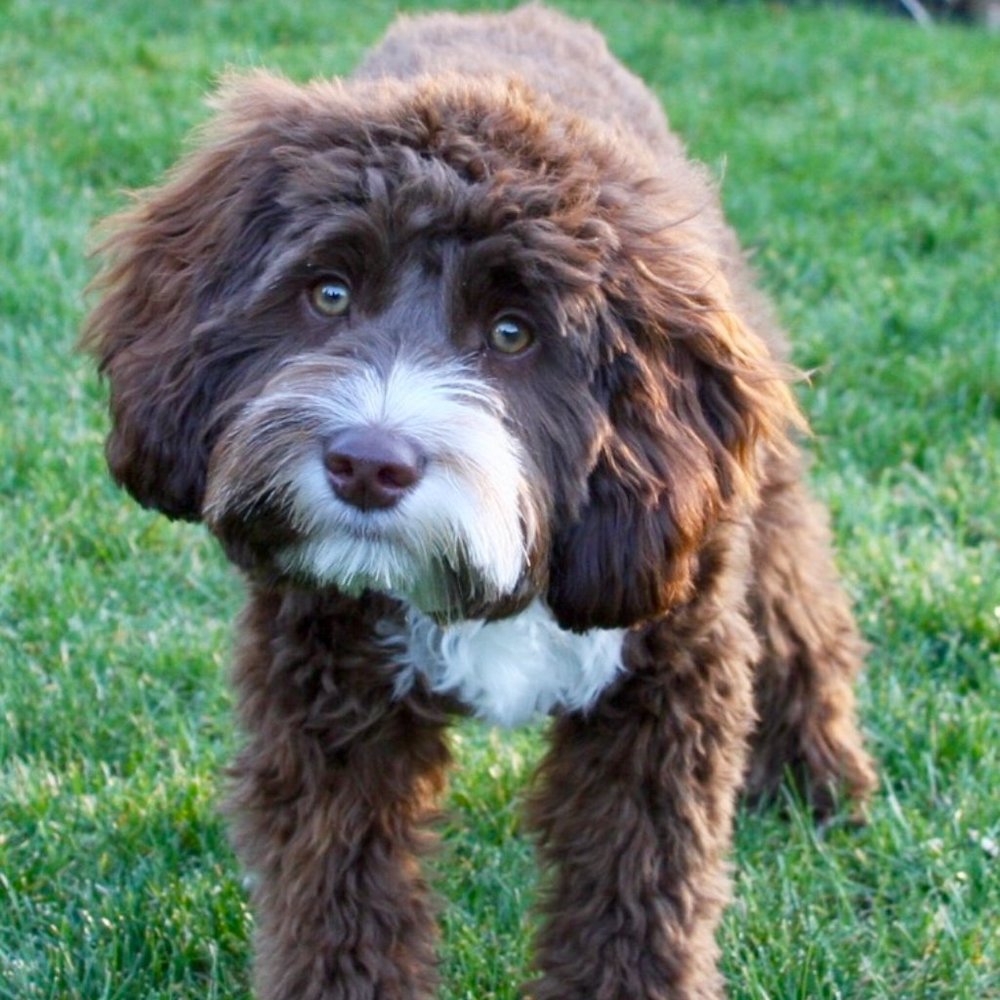 Meet your Posher, David